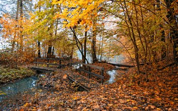 деревья, природа, листья, осень, осенние обои, фотографии, места, картинки