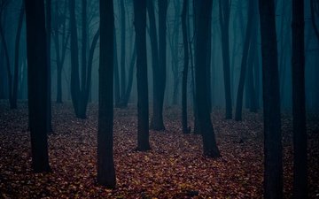 листья, мрачный лес, стволы деревьев