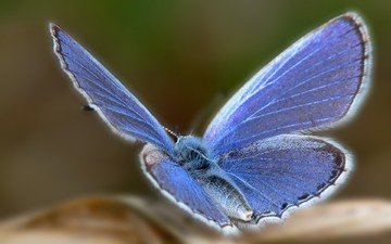 фокус камеры, синий, бабочка