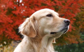 мордочка, взгляд, собака, белая, autumn dreaming, задумалась, золотистый ретривер