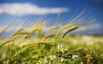цветы, поле, лето, пшеница, колоски, ромашки, ветер