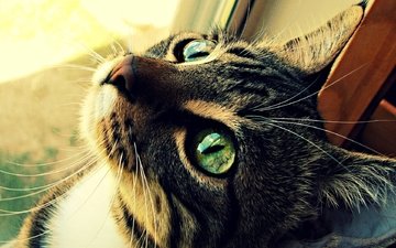 глаза, кот, шерсть, кошка, зеленые, котэ