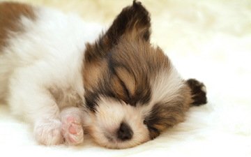 белый, собака, спит, щенок, папильон