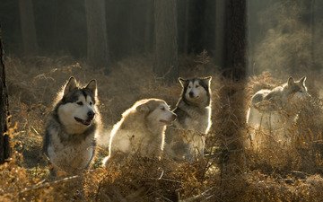 солнце, лес, хаски, собаки, аляскинский маламут