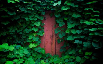 природа, зелень, обои, растения, листья, листва, дверь