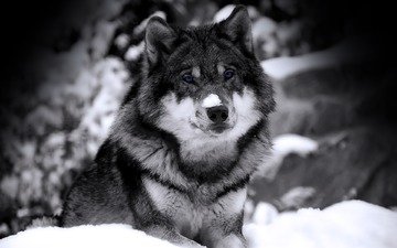 снег, зима, взгляд, хищник, чб, зверь, волк