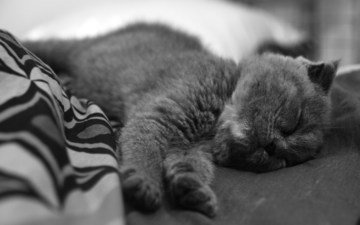 чёрно-белое, котенок, спит, нос