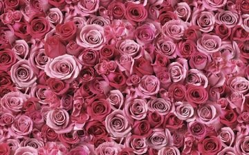 цветы, бутоны, розы, лепестки, розовые, россыпь