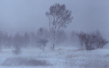 деревья, снег, зима, береза