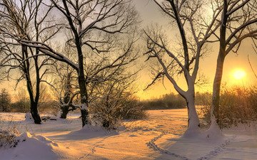 деревья, солнце, снег, зима