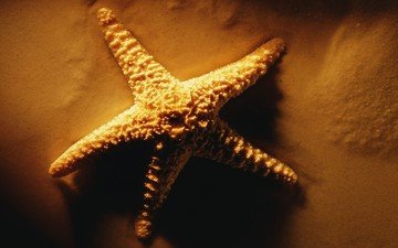 песок, звезда