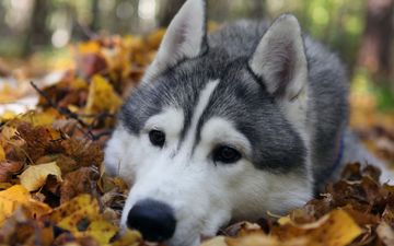 природа, лес, листья, осень, собака, хаски, порода, грустные. глаза