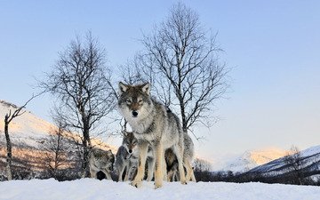 зима, взгляд, волк