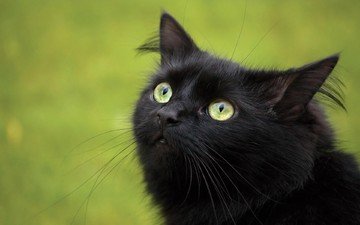 кошка, взгляд, черный