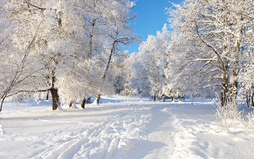 деревья, снег, дорожка
