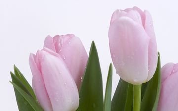 роса, капли, весна, розовый, нежность, тюльпан