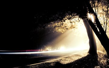 свет, дорога, ночь, деревья