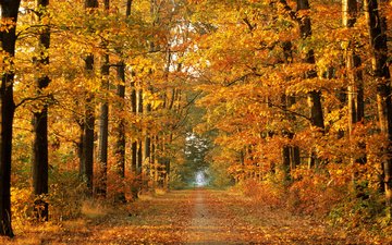 дорога, деревья, природа, лес, осень, красивые обои, осенние обои, осенняя пора