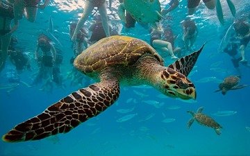 черепаха, бисса, настоящая каретта, рептилия, hawksbill turtle, eretmochelys imbricata, барбадос, вест-индия, карибское море