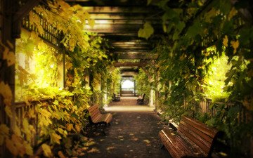 листья, виноград, скамейки, коридор
