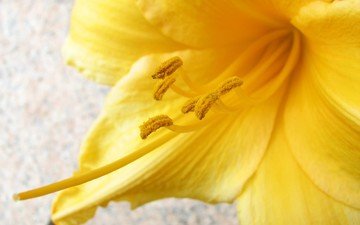 желтый, макро, цветок, лилия, пыльца