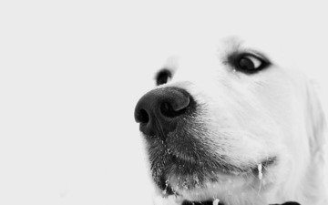 глаза, зима, взгляд, белый, собака, грустный, пес, задумчивый, снег на усах