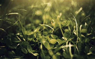 небо, трава, природа, зелень, клевер, форма, лист, растение