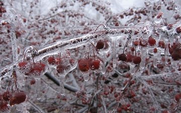 зима, ветки, лёд, вишни