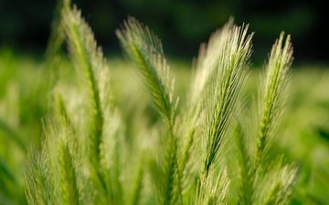 трава, природа, обои, макро, поле, зерна, колосья, пшеница, nature pictures, fields