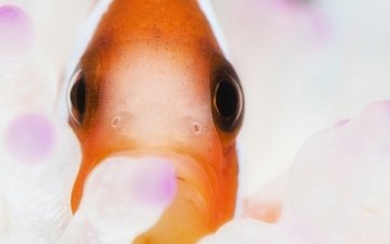 рыба-клоун, clownfish, anemonefish