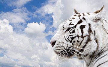 тигр, небо, облака
