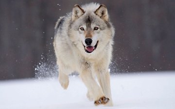 снег, зима, волк