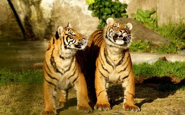 тигр, природа, дуэт