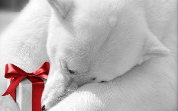 животные, подарок, праздник, белый медведь, бантик
