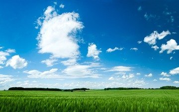 небо, трава, обои, зелёный, поле, green field