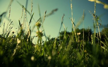 трава, природа, зелень, макро, поле, лето, газон