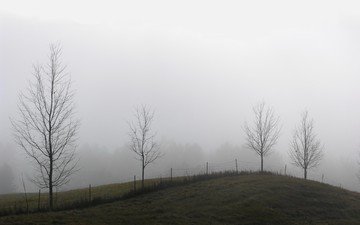 деревья, туман, забор, холм