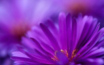цветы, фиолетовый, цветут