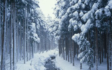 деревья, снег, лес, зима, ручей, сосны, сугробы, хвойные