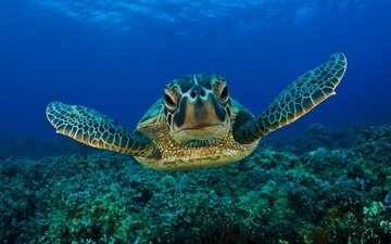 глаза, морда, вода, море, черепаха, морская черепаха