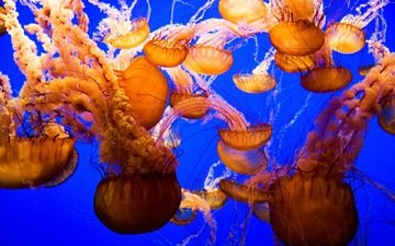 мир, медузы, подводный