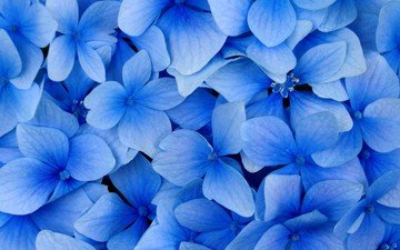 цветы, лепестки, голубая