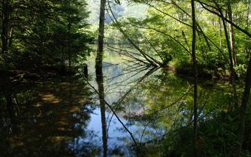 деревья, вода, река, листья, отражение, ветки