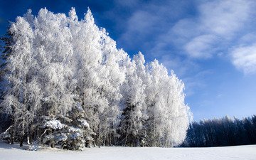 небо, лес, зима, холодно, winter is beautiful but cold, иний