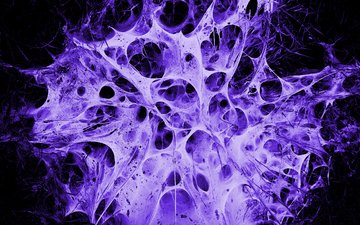 фиолетовый, паутина, alien's nest
