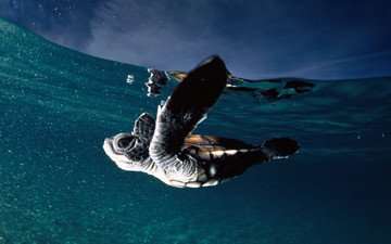 вода, океан, черепашка, морская черепаха, франзузская полинезия