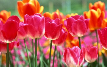 цветы, весна, тюльпаны