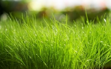 трава, макро, ярко, зеленая
