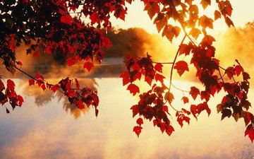 свет, деревья, солнце, листья, фото, лучи, осень, красота, осенние обои