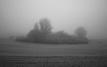 дерево, туман, поле, куст